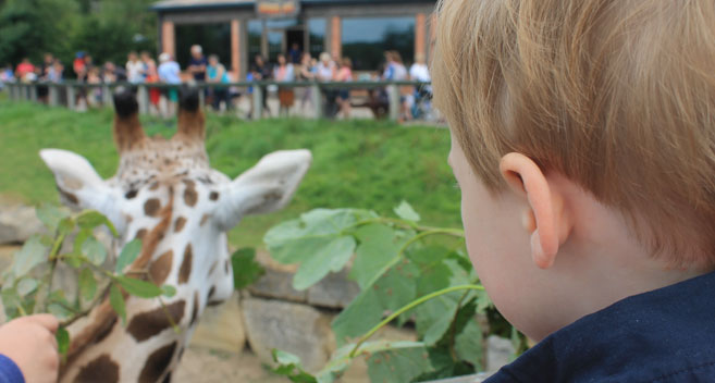 Giraffe feeding, Longleat