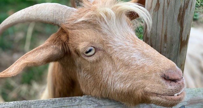 Goat at Cholderton Charlie's Rare Breeds Farm