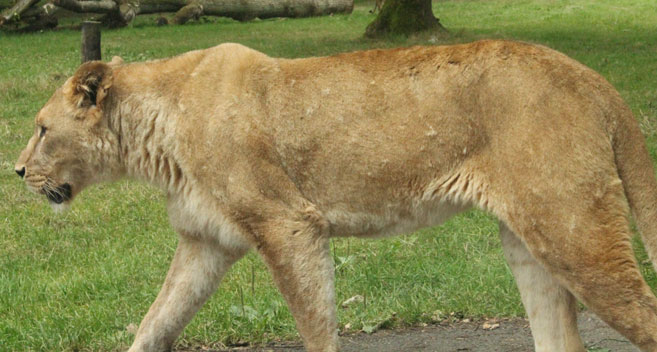 Longleat lion