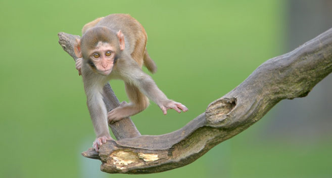 Longleat monkey