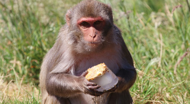Rhesus Monkey with Ice Lolly | Credit: Longleat