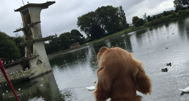 Ruby-Lou at Coate Water