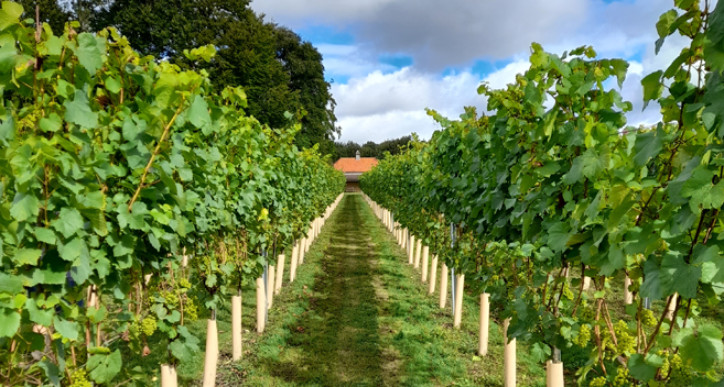 Rows of green vines