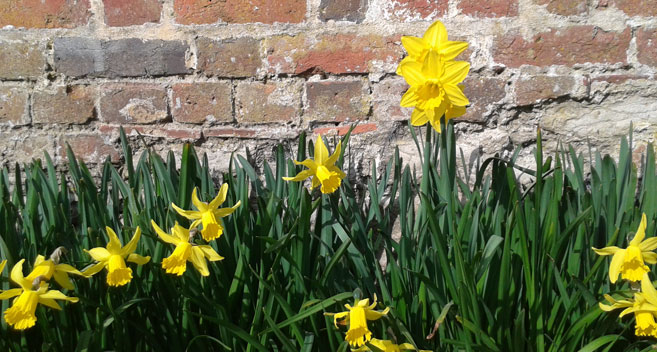 Daffodils at Stourhead