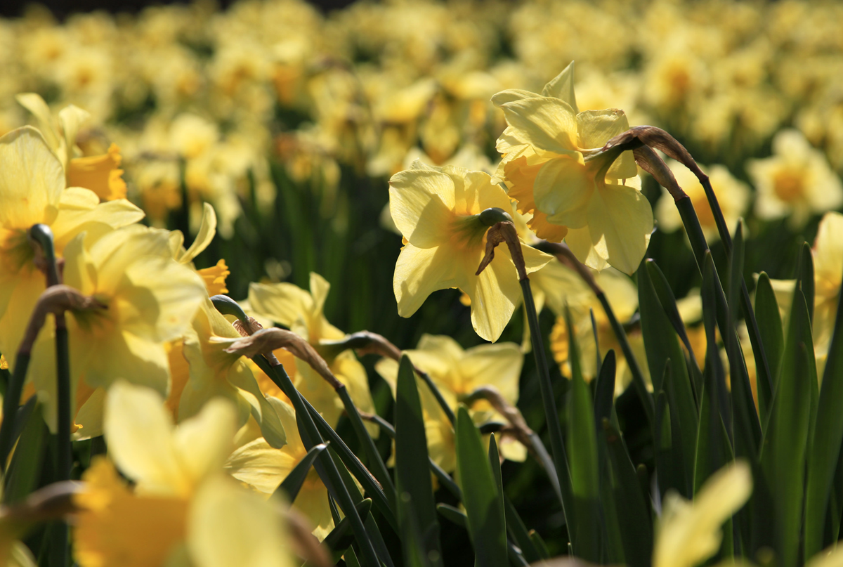 A host of yellow daffodils