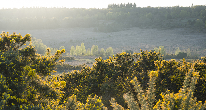 Gorse, New Forest National Park