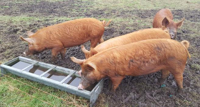 Pigs at Buttle Farm