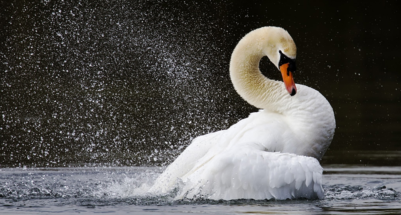Swan at Langford Lakes