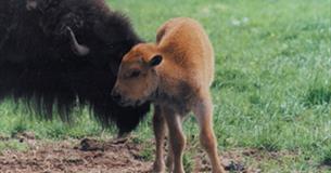 Bush Farm Bison Centre