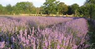 New Forest Lavender