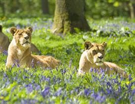 Longleat and Family Break Offers