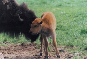 Bush Farm Bison Centre