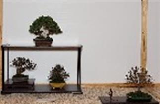 Swindon Bonsai Society