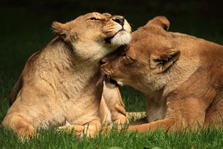 Longleat - As featured on BBC's Animal Park