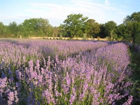 View of the lavender