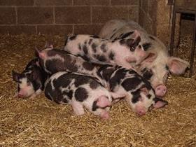 Roves Farm Visitor Centre, Swindon