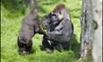 Gorillas reunited at Longleat