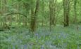 Brokerswood Country Park