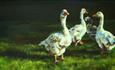 Geese by Sarah Cosby