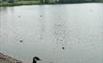 Coate Water