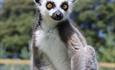 Lemur at Longleat