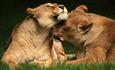 Longleat - As featured on BBC's Animal Park