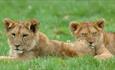 Lion cubs at Longleat Safari Park