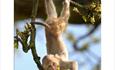 The monkeys are back!