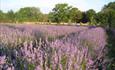 View of the lavender