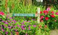 Herb Collection, Shaftesbury Abbey Garden