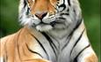 Tiger at Longleat Safari Park