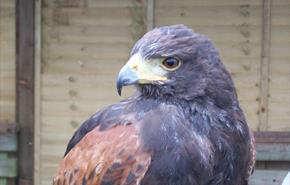 Hawk Conservancy Trust