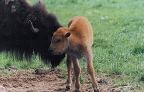 Thumbnail for Bush Farm Bison Centre