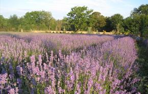 Thumbnail for New Forest Lavender