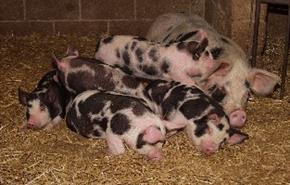 Thumbnail for Roves Farm Visitor Centre