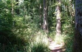 Thumbnail for Drews Pond Wood