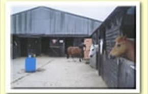 Thumbnail for Lacock Riding Centre