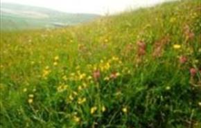 Thumbnail for Pewsey Downs NNR