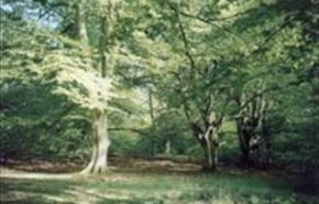 Thumbnail for Postern Hill Picnic Site