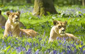 Longleat and Family Break Offers