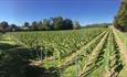 starter vineyard field