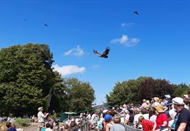 Masters of the Sky flying display at the Hawk Conservancy Trust