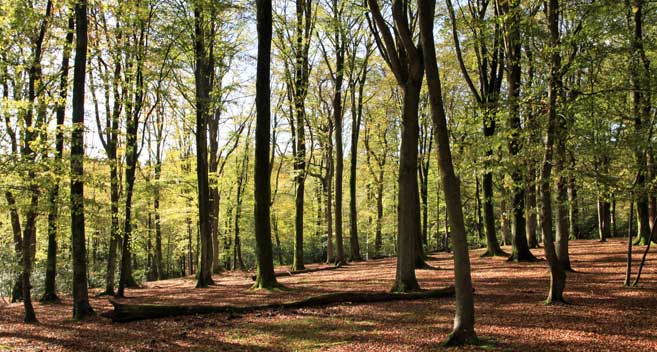 Nomansland, New Forest National Park