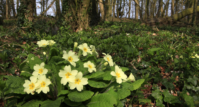 Primroses, Grovely Woods