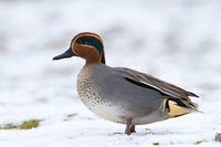 Photo: Dave Kilbey