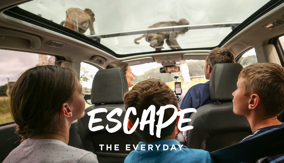 Family in car with monkeys on roof