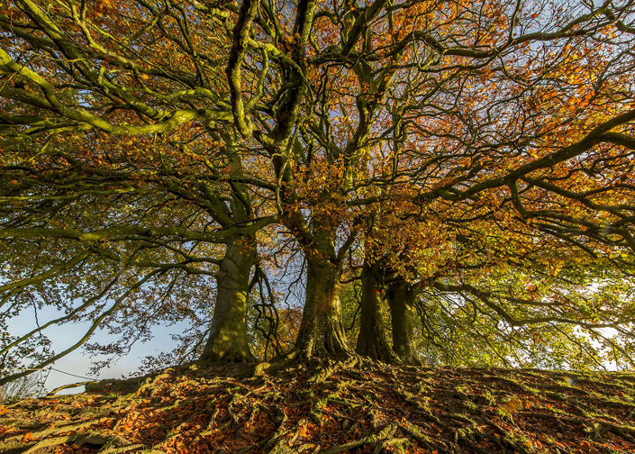 Beech trees