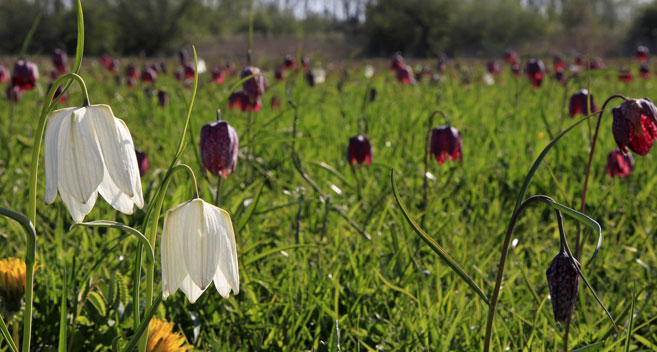 Cricklade North Meadow