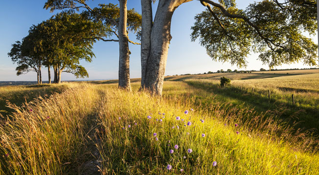 Roundway Down Devizes Summer 