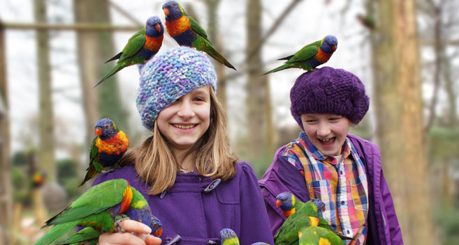 Longleat Lorikeets